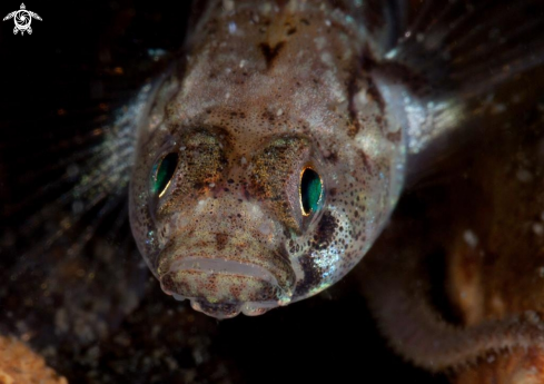 A Common Goby