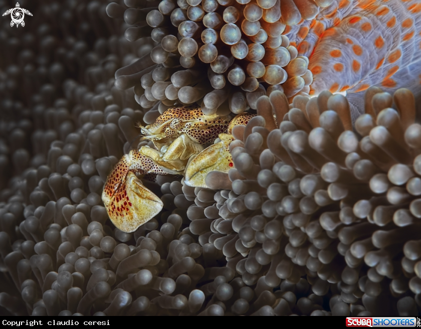 A Porcellain crab over golden anemone 