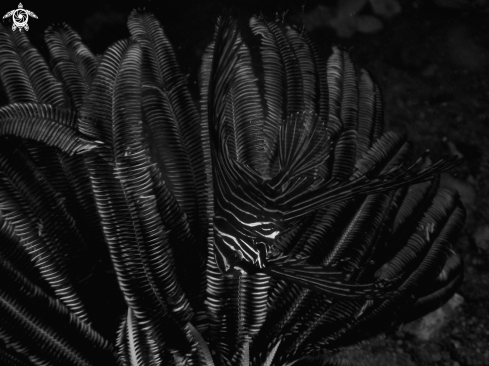 A Juvenile Zebra Batfish