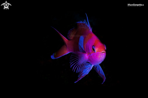 A squarespot anthias - male