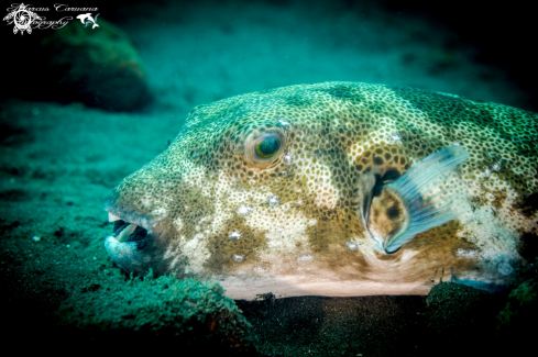 A Puffer Fish