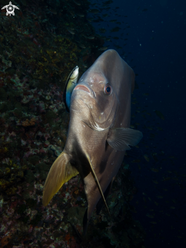 A Longfin Batfish