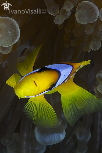 A Amphiprion bicintus | Ivano Visalli