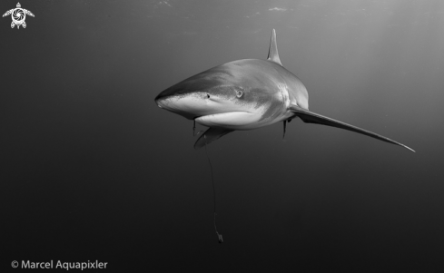 A Oceanic White Tip Shark