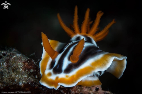 A Chromodoris magnifica