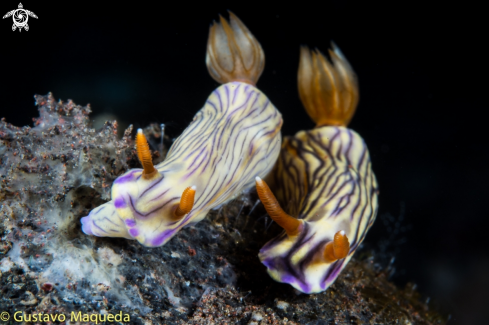 A Pareja de Nudis