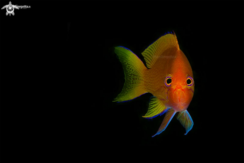 A anthias