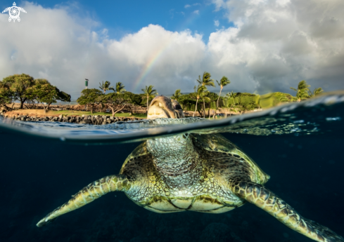 A Green Sea Turtle 