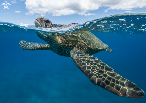 A Green Sea Turtle 