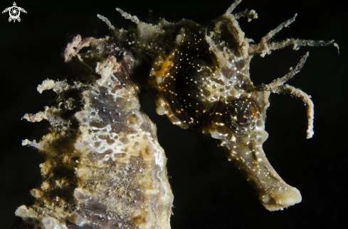 A HIPPOCAMPUS GUTTULATUS | SEA HORSE