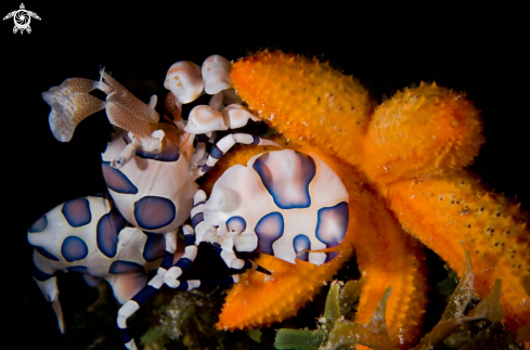 A Harlequin Shrimp and Juvenile Sea Star