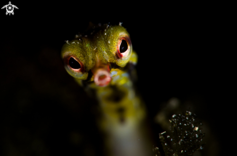 A Pipefish