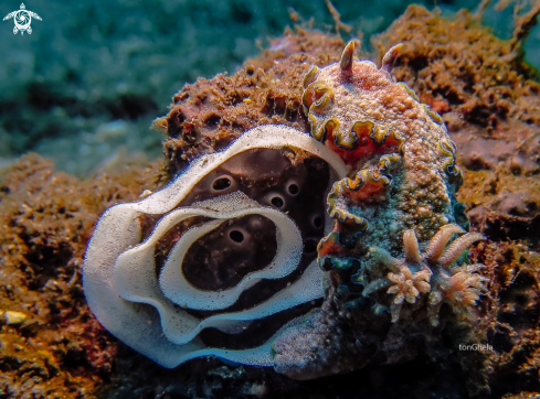 A Glossodoris hikuerensis | Nudibranch