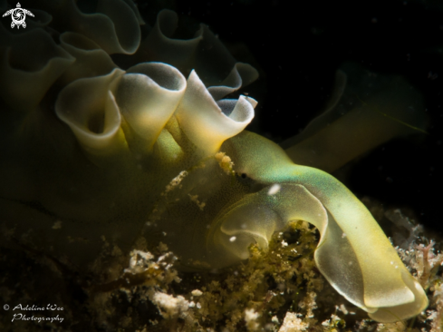 A Lettuce sea slug