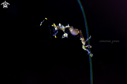 A Skeleton Shrimp