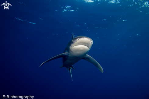 A oceanic white tip | longimanos