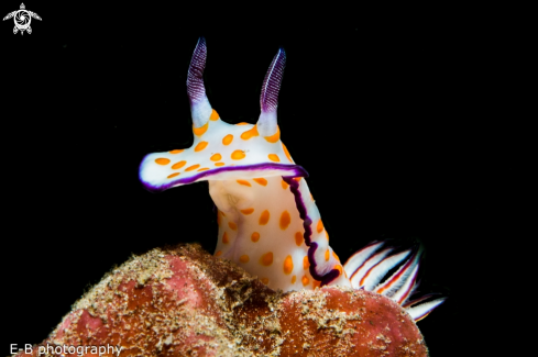 A nudi