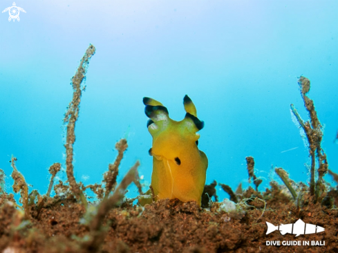 A Thecacera pacifica | Nudibranch