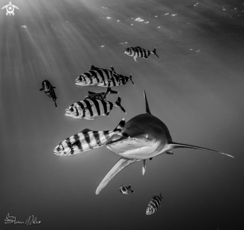 A Oceanic Whitetip Shark