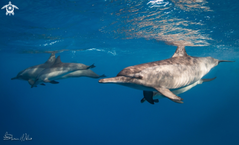 A Spinner Dolphin