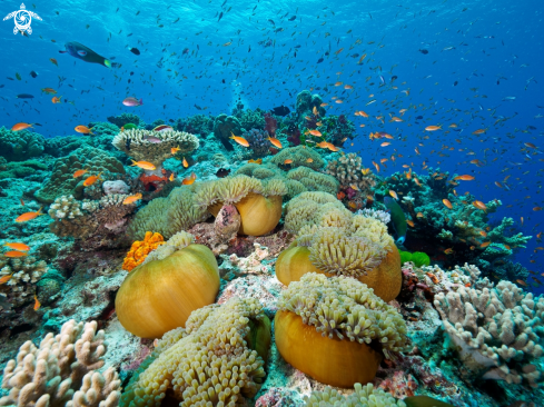 A Anemones in a typical reefside in Fiji