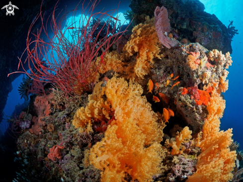 A softcorals, whipe corals and antias