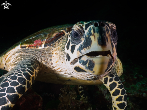 A hawksbill turtle