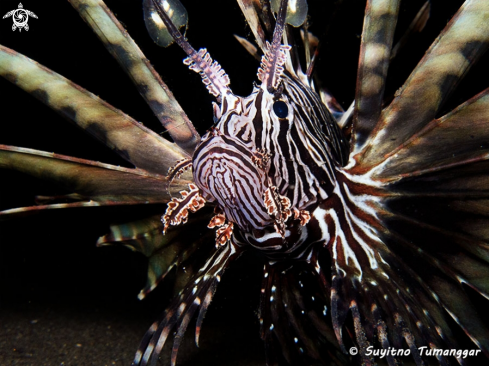 A  Lionfish