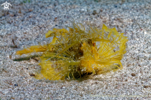 A Ambon Skorpion Fish