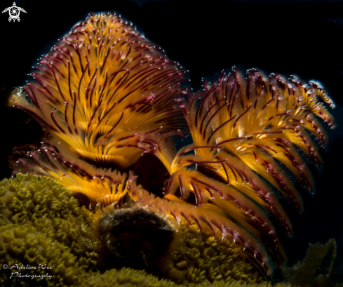 A Christmas tree worm