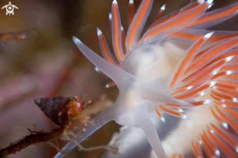 A Flabelilna SP | Flabellina SP