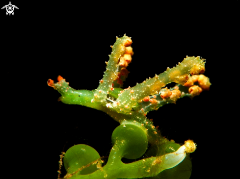 A Green Sapsucking Slug