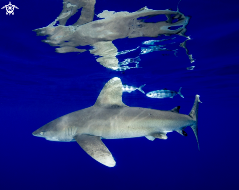 A Oceanic White Tip Shark