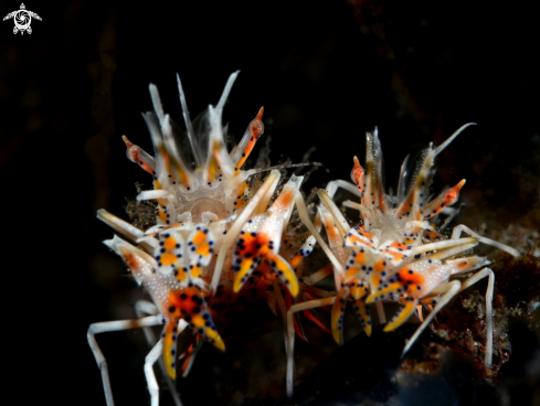 A Tiger Shrimp