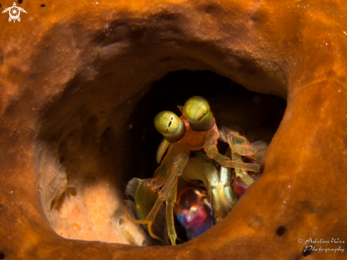 A Mantis shrimp