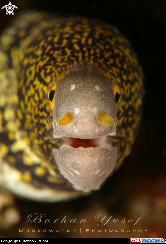 A Starry Moray Eel