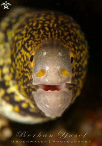 A Echidna nebulosa | Starry Moray Eel