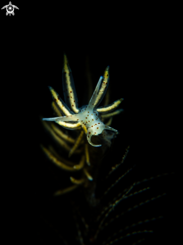 A Busheye Nudi