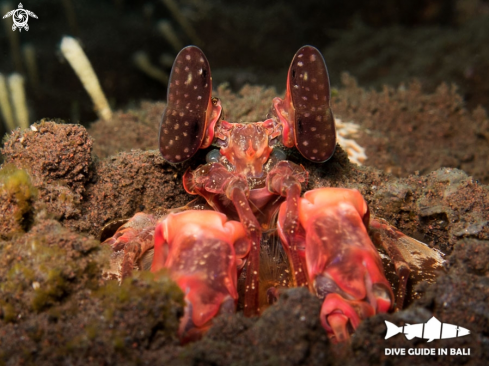 A Lysiosquillina lisa | Mantis Shrimp