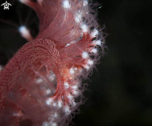 A Sea pen