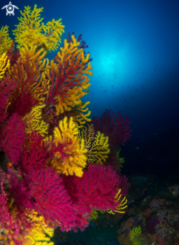 A Gorgonian