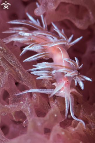 A Aeolid Nudibranch