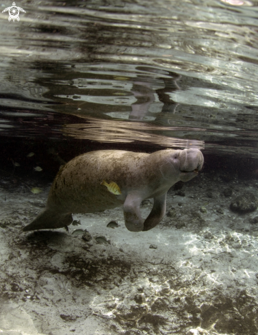 A Manatee