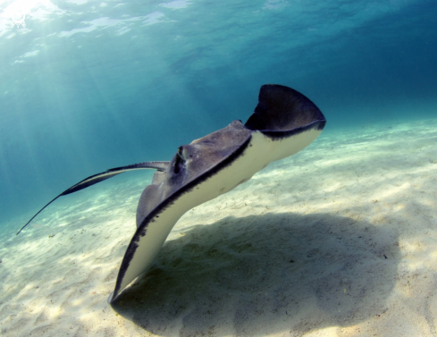 A Southern Stingray 