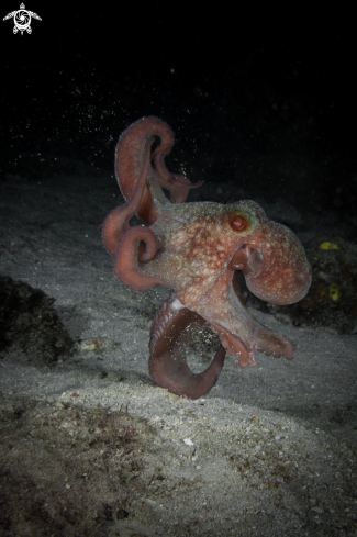 A Caribbean reef octopus