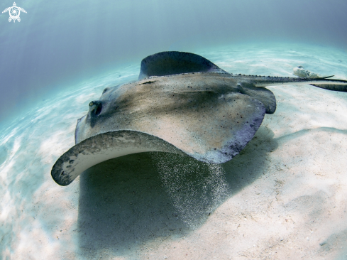 A Southern Stingray 