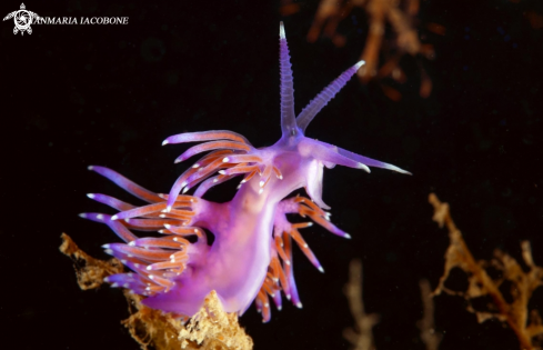 A Nudibranch