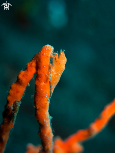 A Cryptic Sponge Shrimp