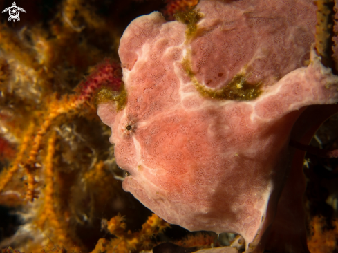 A Frogfish