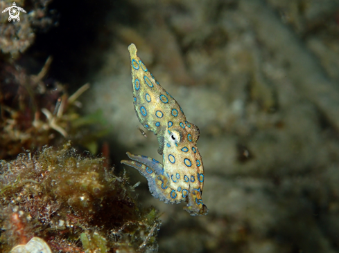 A Hapalochleuna lunulata | Markus Zeder